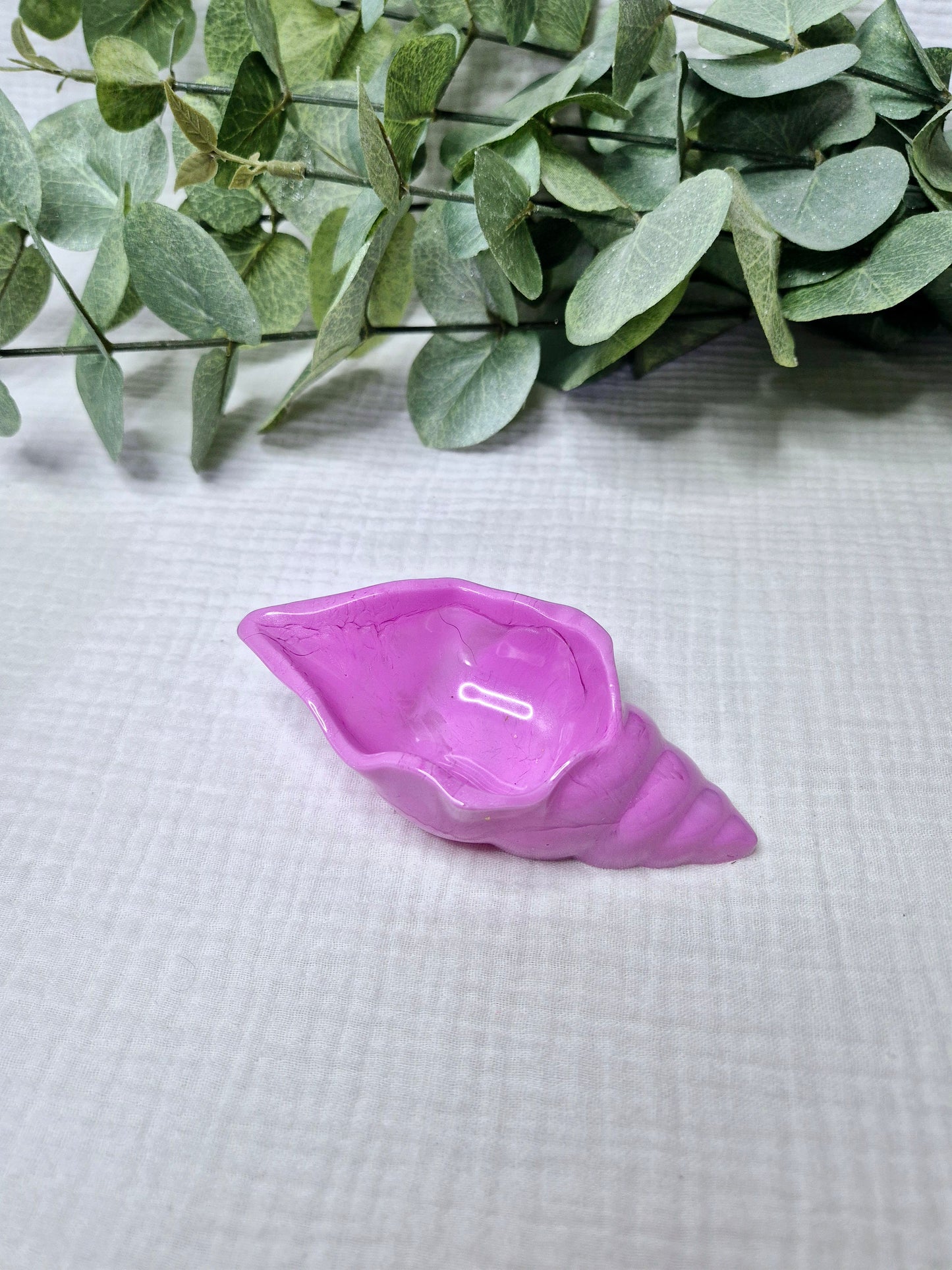 Kleine Muschelschale in verschiedenen Varianten