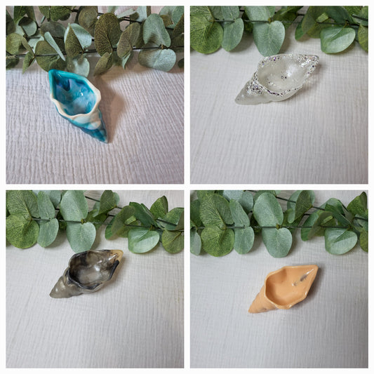 Kleine Muschelschale in verschiedenen Varianten